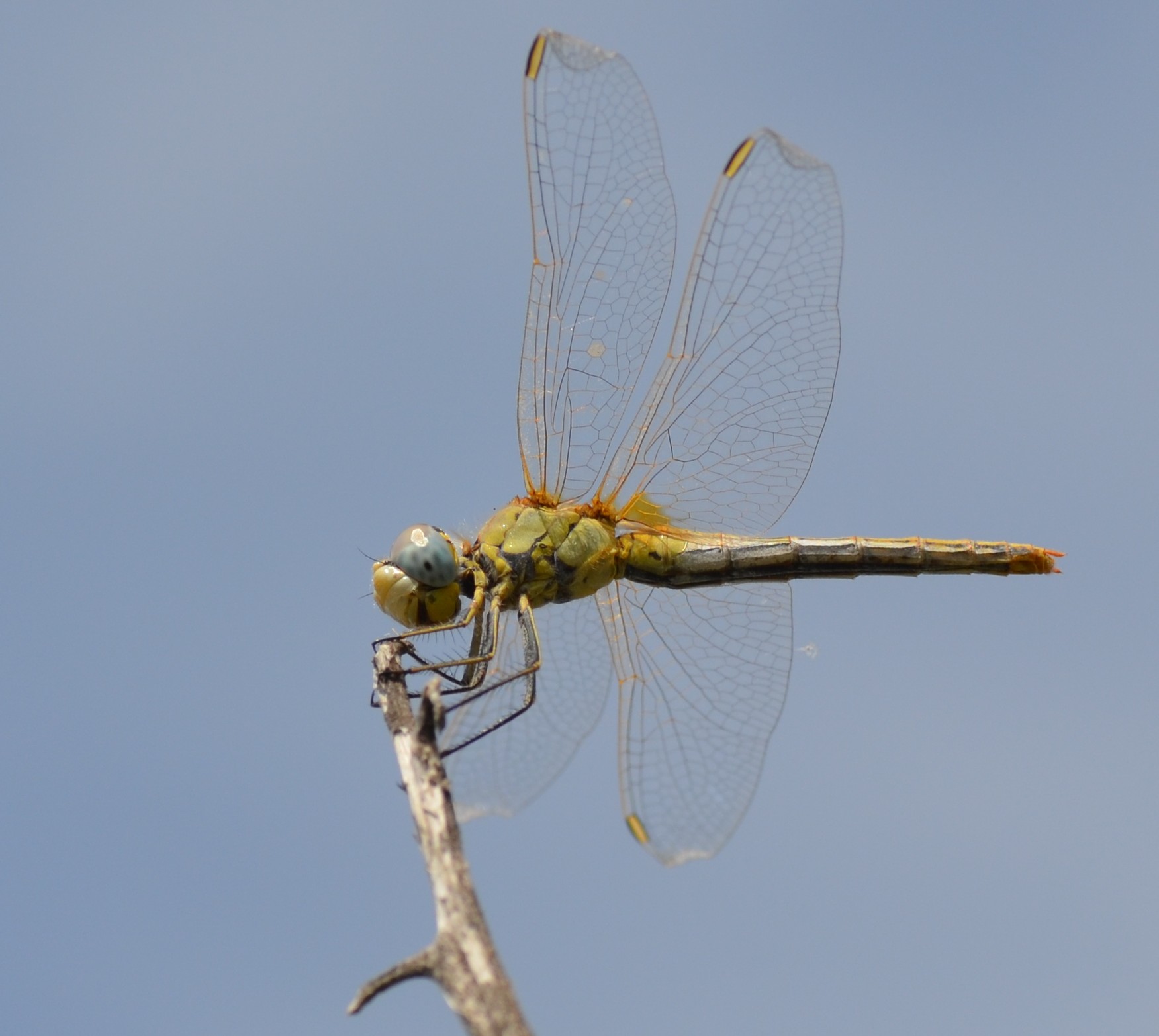 Sympetrum foscolombii alla Piallassa Piombon 1